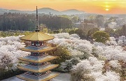 幸得有你,山河无恙|德国博兰斯勒钢琴拨专项基金致敬一线医护!